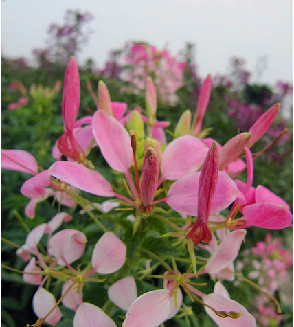 迷蝶花—香味