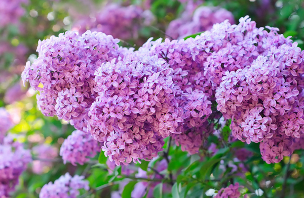 丁香花—香味